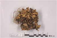 藏品(腎島衣屬)的圖片